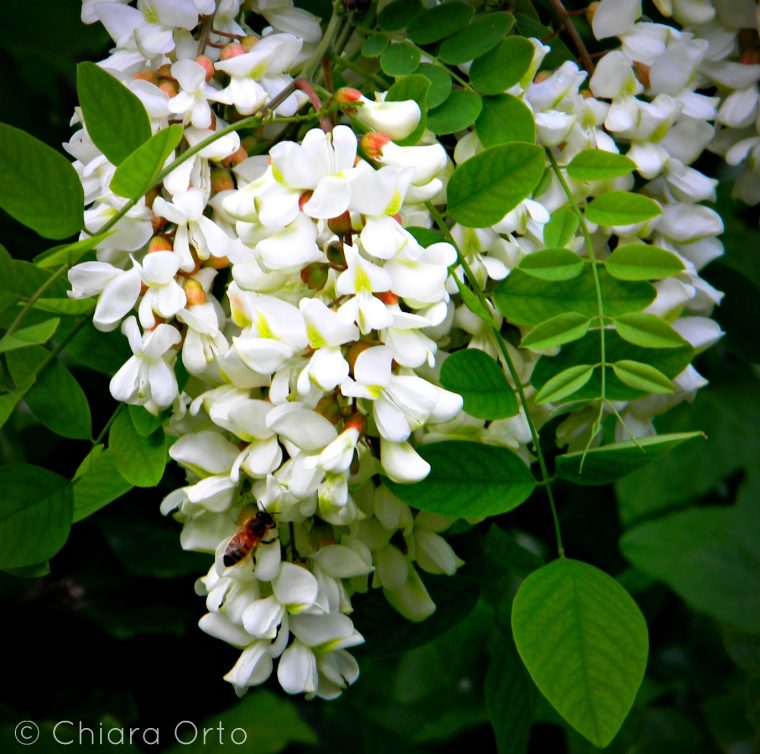 Fiore di acacia nel linguaggio segreto dei fiori