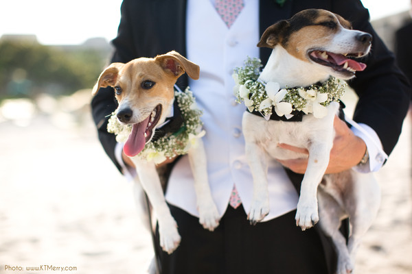 Wedding dog sitter in Italia