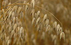 Caratteristiche dell'avena