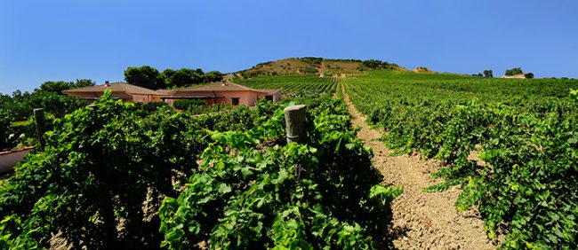 Vigneti Azienda Rallo vendemmia