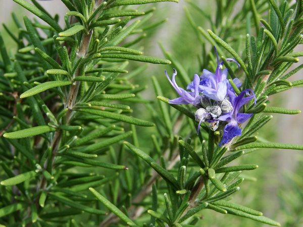 Piante aromatiche d’arredo