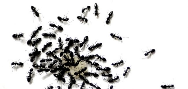 eliminare le formiche